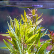 Healthy Hygrophila Angustifolia aquatic plant from ACW with slender green stems and narrow leaves, ideal for freshwater aquariums.