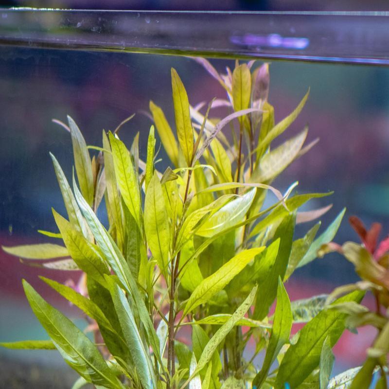 Healthy Hygrophila Angustifolia aquatic plant from ACW with slender green stems and narrow leaves, ideal for freshwater aquariums.