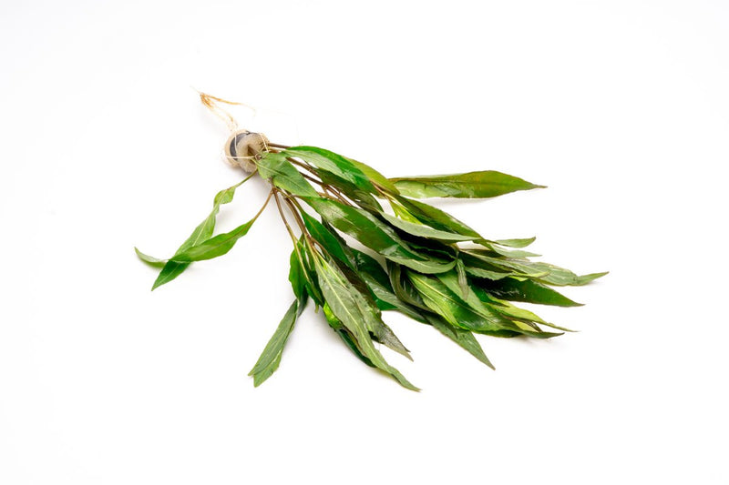 Healthy Hygrophila Angustifolia aquatic plant with lush green stems and narrow leaves, ideal for freshwater aquariums.