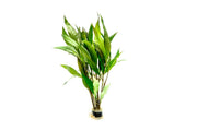 Healthy Hygrophila Angustifolia aquatic plant from ACW with green, slender stems suitable for freshwater aquariums.