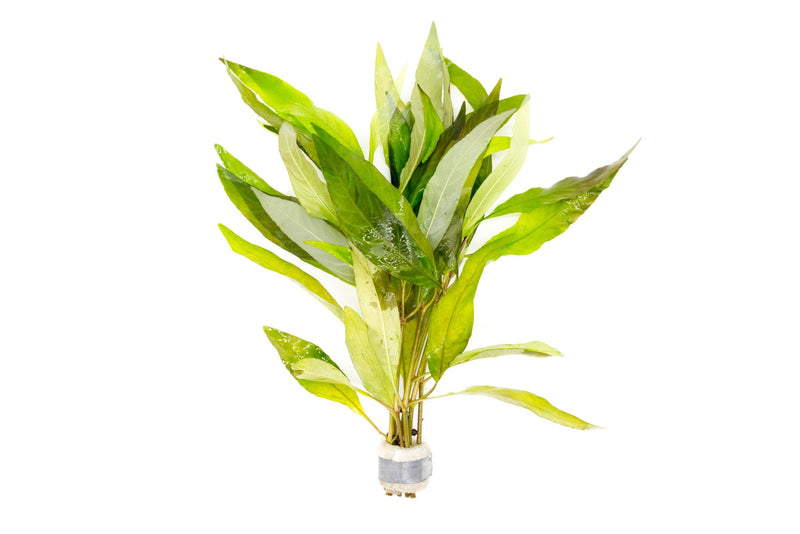 Healthy Hygrophila Angustifolia Rubra aquatic plant from CPA with vibrant red and green leaves for freshwater aquariums.