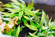 Healthy Hygrophila Angustifolia Rubra aquatic plant with vibrant red and green leaves, ideal for freshwater aquariums.
