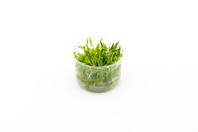 Hygrophila Difformis/Water Wisteria UNS Tissue Culture Aquatic Plant - Buce Plant