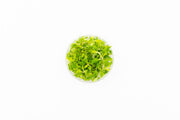 Hygrophila Difformis/Water Wisteria UNS Tissue Culture Aquatic Plant - Buce Plant