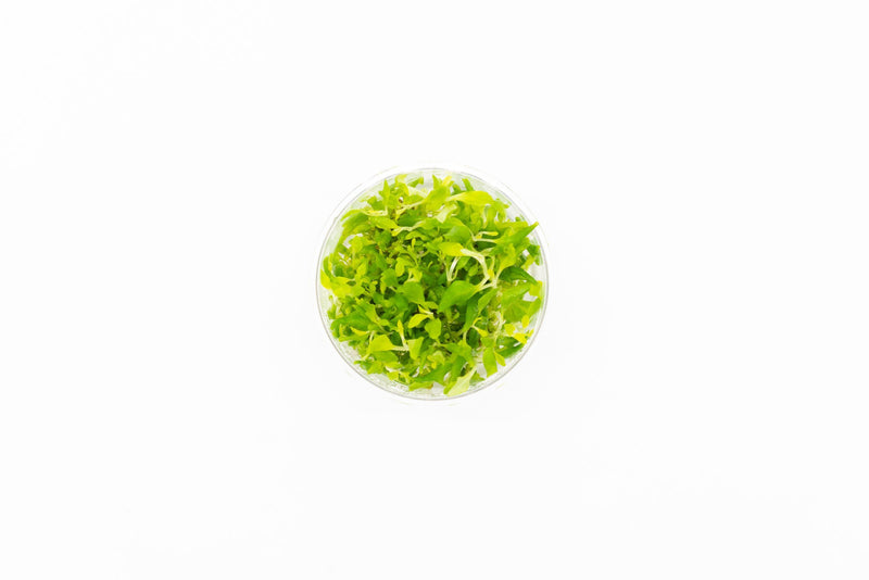 Hygrophila Difformis/Water Wisteria UNS Tissue Culture Aquatic Plant - Buce Plant