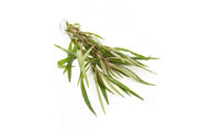 Healthy Hygrophila Lancea 'Araguaia' aquatic plant with lush green stems and narrow leaves for freshwater aquariums.
