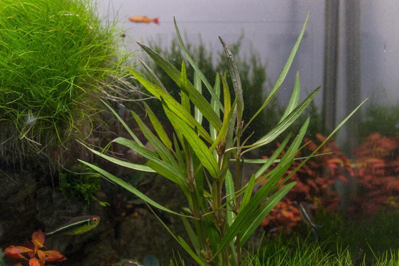 Healthy Hygrophila Lancea 'Araguaia' aquatic plant with vibrant green leaves, ideal for freshwater aquariums.