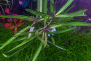 Hygrophila Lancea 'Araguaia' aquatic plant with lush green leaves, ideal for freshwater aquariums, by IS.