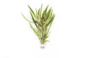 Healthy Hygrophila Lancea 'Araguaia' aquatic plant with vibrant green, lance-shaped leaves suitable for freshwater aquariums.
