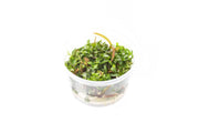 Hygrophila Lancea Araguaia Aquatic Farmer Tissue Culture Aquatic Plant - Buce Plant