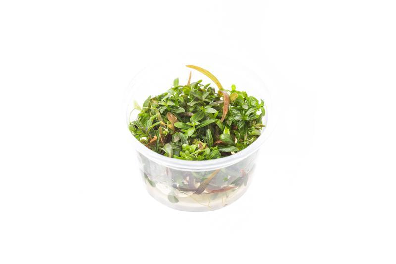 Hygrophila Lancea Araguaia Aquatic Farmer Tissue Culture Aquatic Plant - Buce Plant