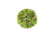 Hygrophila Lancea Araguaia Aquatic Farmer Tissue Culture Aquatic Plant - Buce Plant
