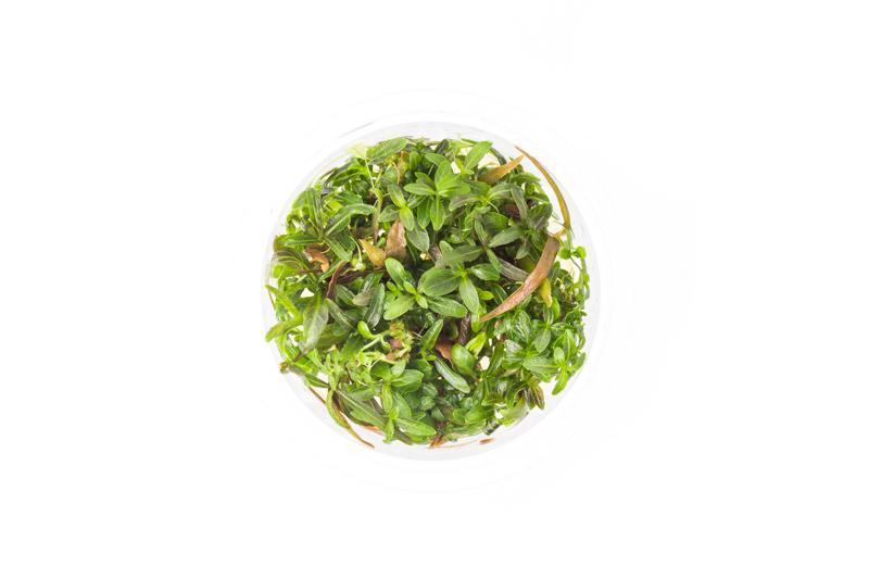 Hygrophila Lancea Araguaia Aquatic Farmer Tissue Culture Aquatic Plant - Buce Plant