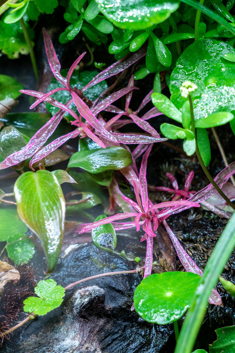 Hygrophila sp. Chai UNS Tissue Culture Aquatic Plant - Buce Plant