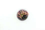 Hygrophila Lancea 'Araguaia' Sp Chai Aquatic Farmer Tissue Culture Aquatic Plant - Buce Plant