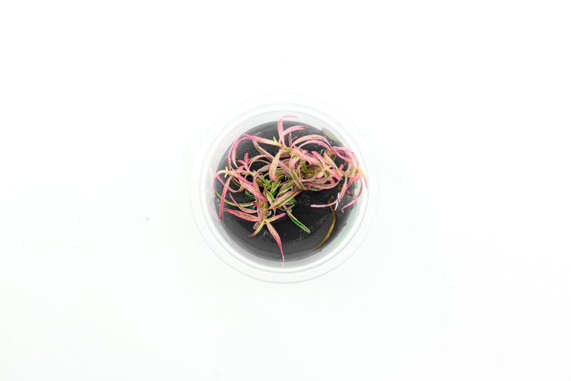 Hygrophila Lancea 'Araguaia' Sp Chai Aquatic Farmer Tissue Culture Aquatic Plant - Buce Plant
