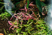 Hygrophila Lancea 'Araguaia' Sp Chai Aquatic Farmer Tissue Culture Aquatic Plant - Buce Plant