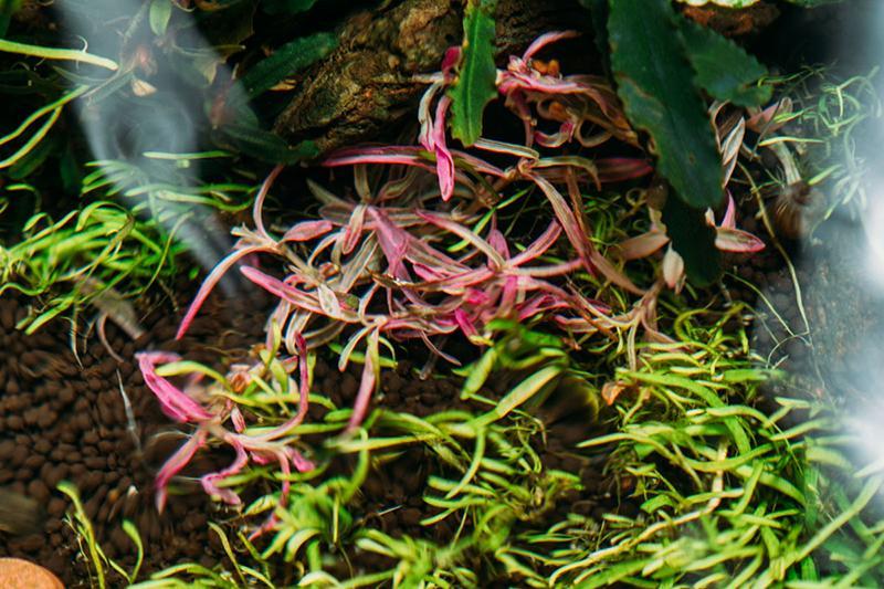 Hygrophila Lancea 'Araguaia' Sp Chai Aquatic Farmer Tissue Culture Aquatic Plant - Buce Plant
