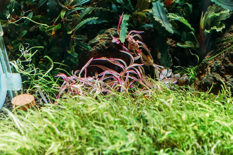 Hygrophila Lancea 'Araguaia' Sp Chai Aquatic Farmer Tissue Culture Aquatic Plant - Buce Plant