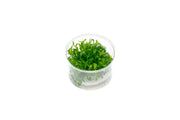 Hygrophila Odora Tissue Culture Aquatic Plant - Buce Plant