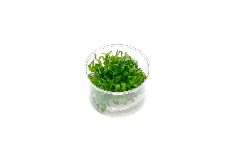 Hygrophila Odora Tissue Culture Aquatic Plant - Buce Plant