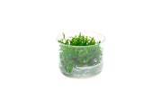 Hygrophila Odora Tissue Culture Aquatic Plant - Buce Plant
