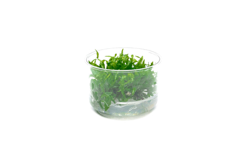 Hygrophila Odora Tissue Culture Aquatic Plant - Buce Plant