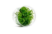 Hygrophila Odora Tissue Culture Aquatic Plant - Buce Plant