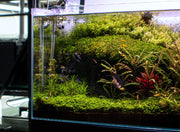 Healthy Hygrophila Pinnatifida aquatic plant from CPA with vibrant green, finely textured leaves suitable for freshwater aquariums.