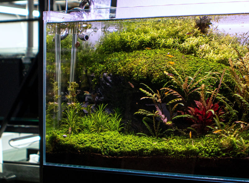 Healthy Hygrophila Pinnatifida aquatic plant from CPA with vibrant green, finely textured leaves suitable for freshwater aquariums.
