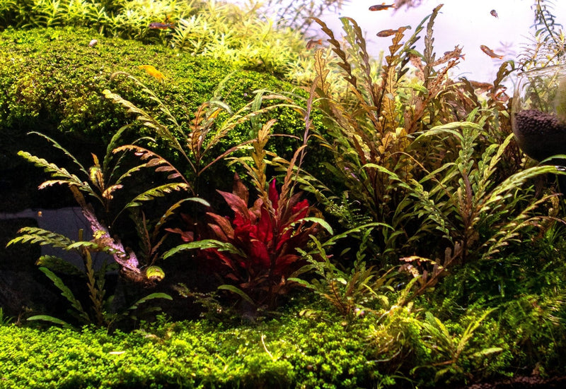 Healthy Hygrophila Pinnatifida aquatic plant from CPA with vibrant green, finely divided leaves suitable for freshwater aquariums.
