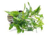 Healthy Hygrophila Pinnatifida aquatic plant from CPA with vibrant green, finely serrated leaves, ideal for freshwater aquariums.