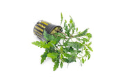 Healthy Hygrophila Pinnatifida aquatic plant from CPA with vibrant green, narrow leaves suitable for freshwater aquariums.