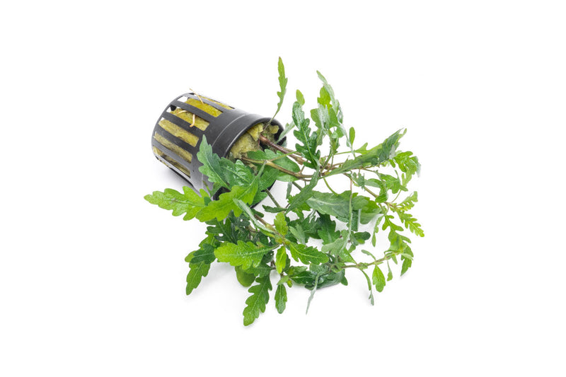 Healthy Hygrophila Pinnatifida aquatic plant from CPA with vibrant green, narrow leaves suitable for freshwater aquariums.