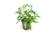 Healthy Hygrophila Pinnatifida aquatic plant from CPA with lush green, narrow leaves ideal for freshwater aquariums.