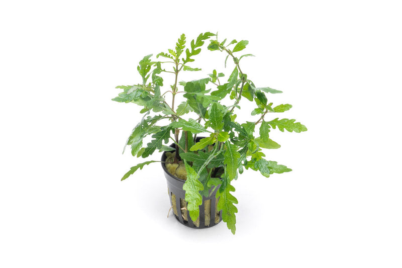 Healthy Hygrophila Pinnatifida aquatic plant from CPA with lush green, narrow leaves ideal for freshwater aquariums.