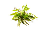 Healthy Hygrophila Siamensis aquatic plant from ACW with lush green leaves, ideal for freshwater aquariums.
