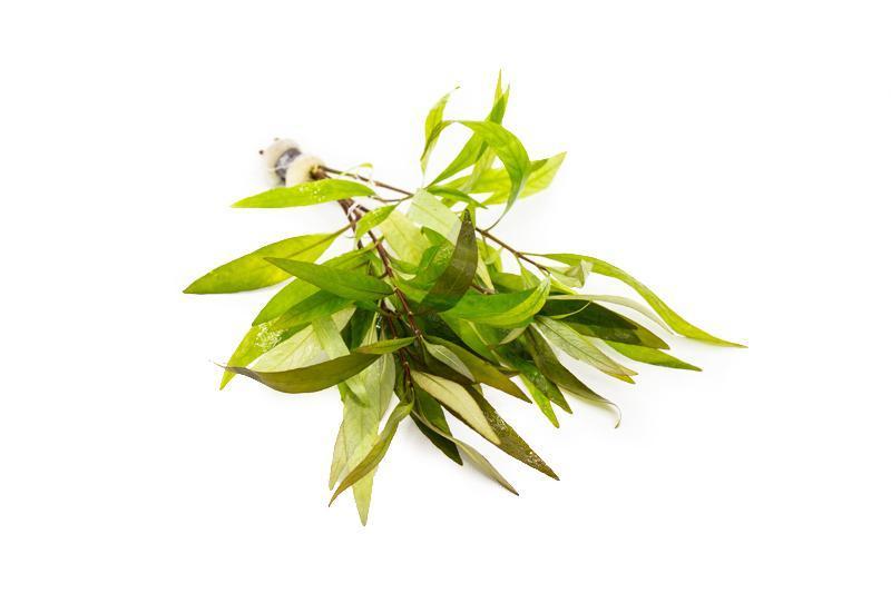 Healthy Hygrophila Siamensis aquatic plant from ACW with lush green leaves, ideal for freshwater aquariums.