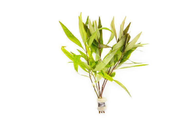 Healthy Hygrophila Siamensis aquatic plant from ACW with vibrant green stems and delicate leaves for freshwater aquariums.