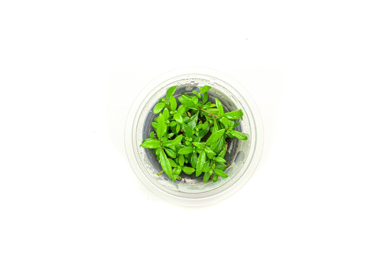 Hygrophila Siamensis Aquatic Farmer Tissue Culture Aquatic Plant - Buce Plant
