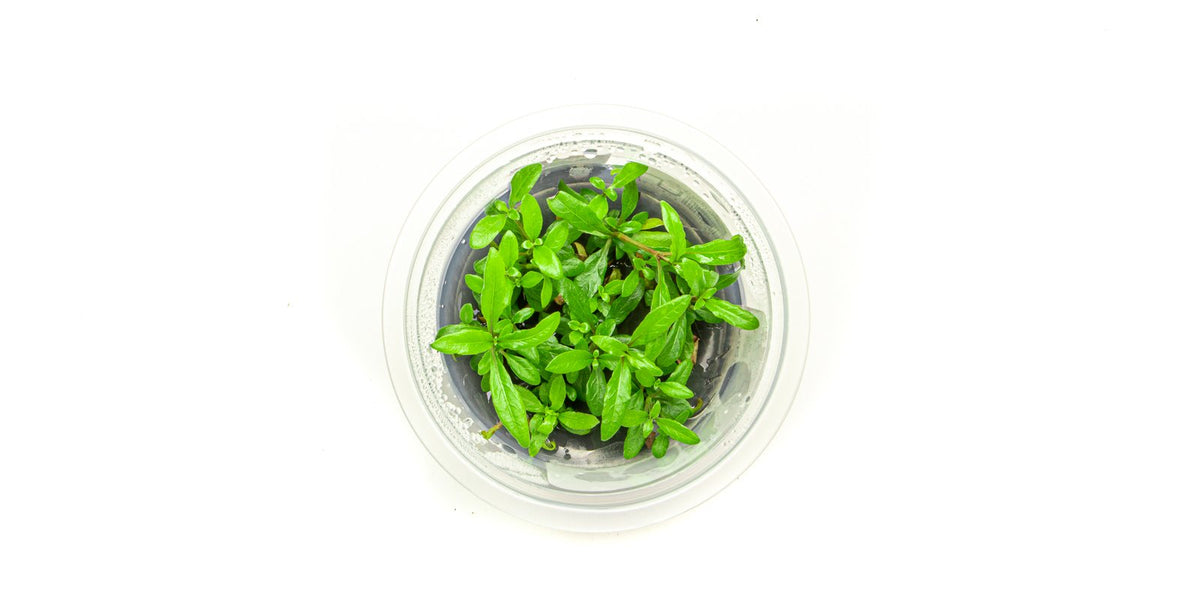 Hygrophila Siamensis Aquatic Farmer Tissue Culture — Buce Plant