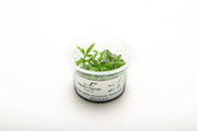 Hygrophila Siamensis Aquatic Farmer Tissue Culture Aquatic Plant - Buce Plant