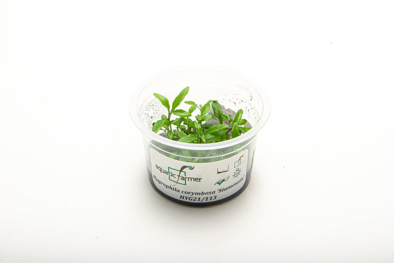 Hygrophila Siamensis Aquatic Farmer Tissue Culture Aquatic Plant - Buce Plant