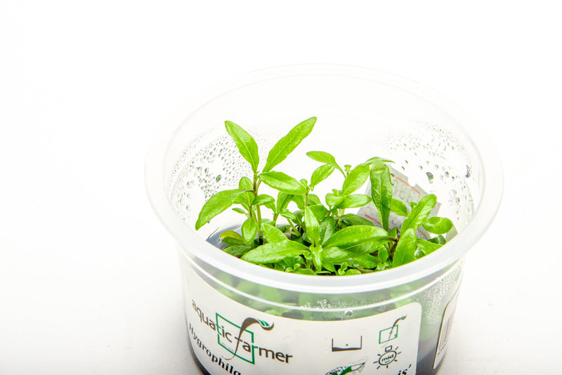 Hygrophila Siamensis Aquatic Farmer Tissue Culture Aquatic Plant - Buce Plant