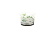 Hygrophila Siamensis Aquatic Farmer Tissue Culture Aquatic Plant - Buce Plant