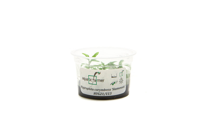 Hygrophila Siamensis Aquatic Farmer Tissue Culture Aquatic Plant - Buce Plant
