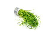 Healthy Isoetes Velata Var. Sicula aquatic plant from CPA, featuring slender green leaves and a dense root system.