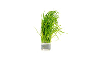 Aquatic plant Isoetes Velata Var. Sicula from CPA, featuring green, grass-like leaves suitable for freshwater aquariums.