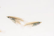 JA Javanese Medaka Rice Fish swimming in an aquarium, showcasing its vibrant colors and small size in a natural aquatic environment.