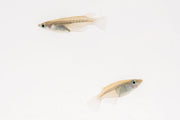 Japanese Javanese Medaka rice fish swimming in a clear aquarium, showcasing vibrant colors and small size.